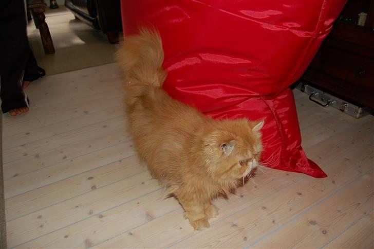 Perser Hector - Så må jeg selv op for at finde en der vil kæle lidt. billede 4