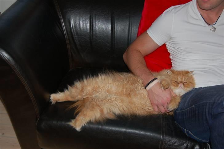 Perser Hector - Endelig ! jeg elsker elsker elsker at blive nusset og kælet (specielt af far) billede 5