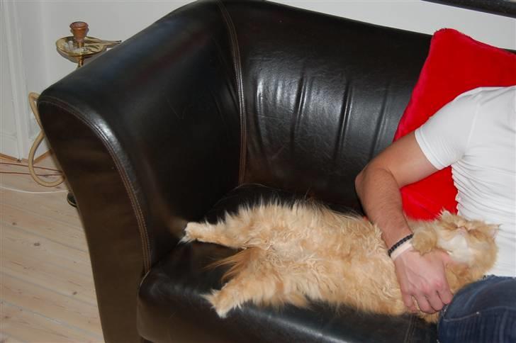 Perser Hector billede 6