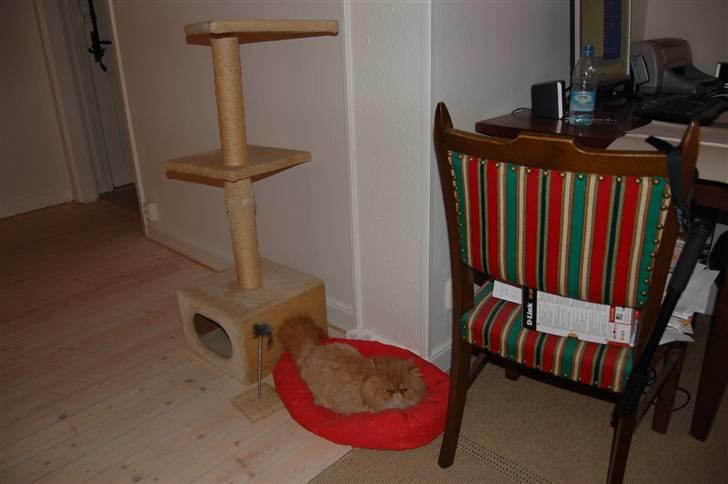 Perser Hector billede 7