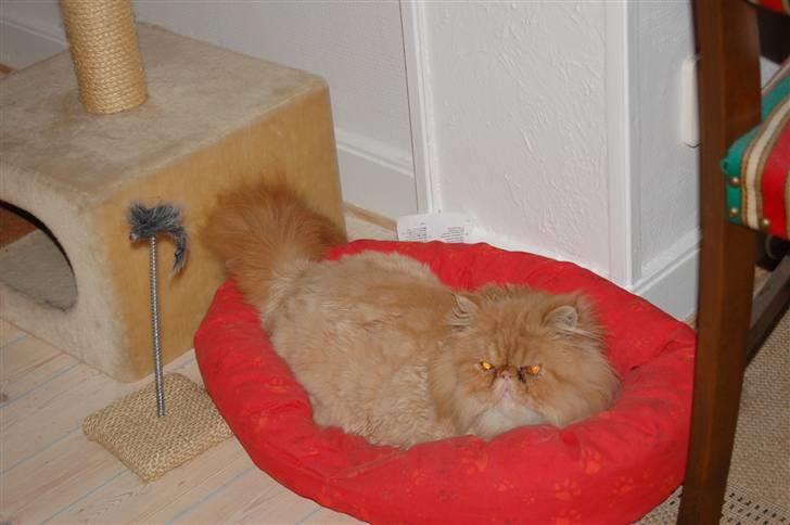 Perser Hector billede 8