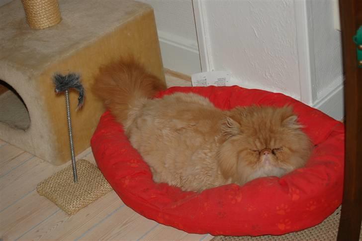 Perser Hector billede 9