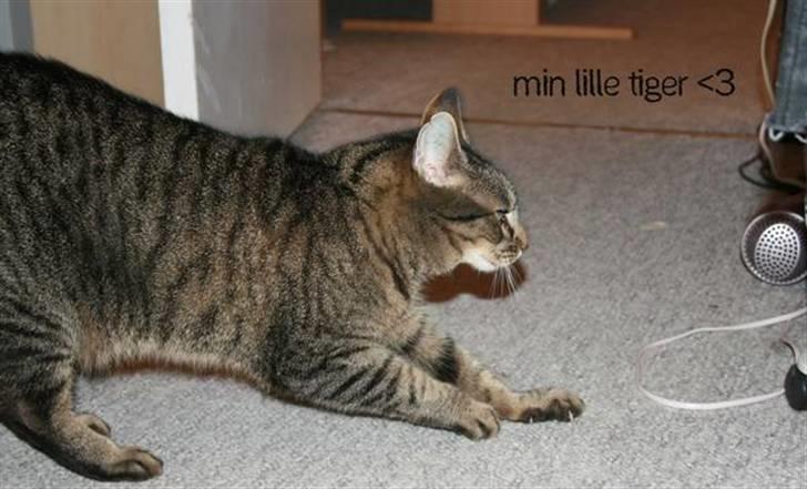 Huskat Kitty *R.I.P* billede 2