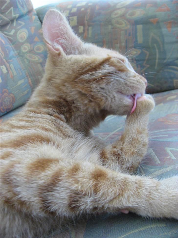 Blanding af racer MCO/? O'Malley billede 6