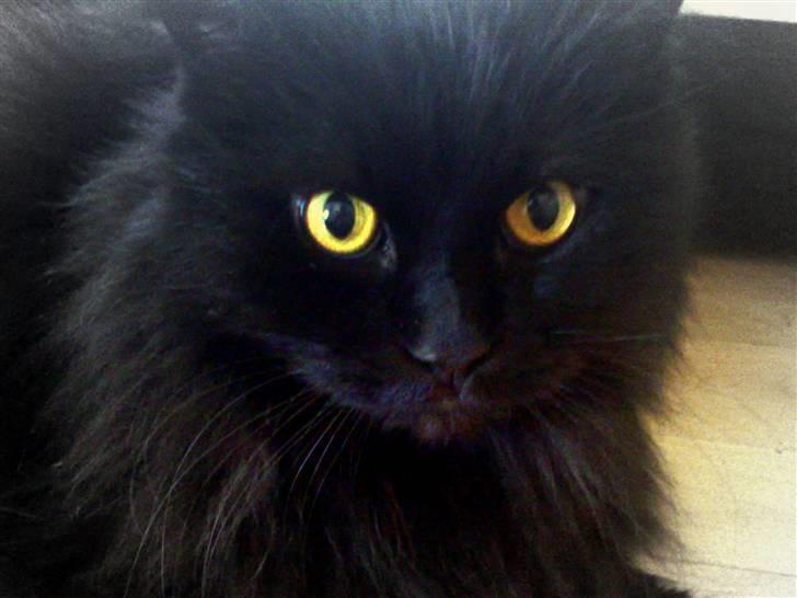 Blanding af racer Buster billede 1