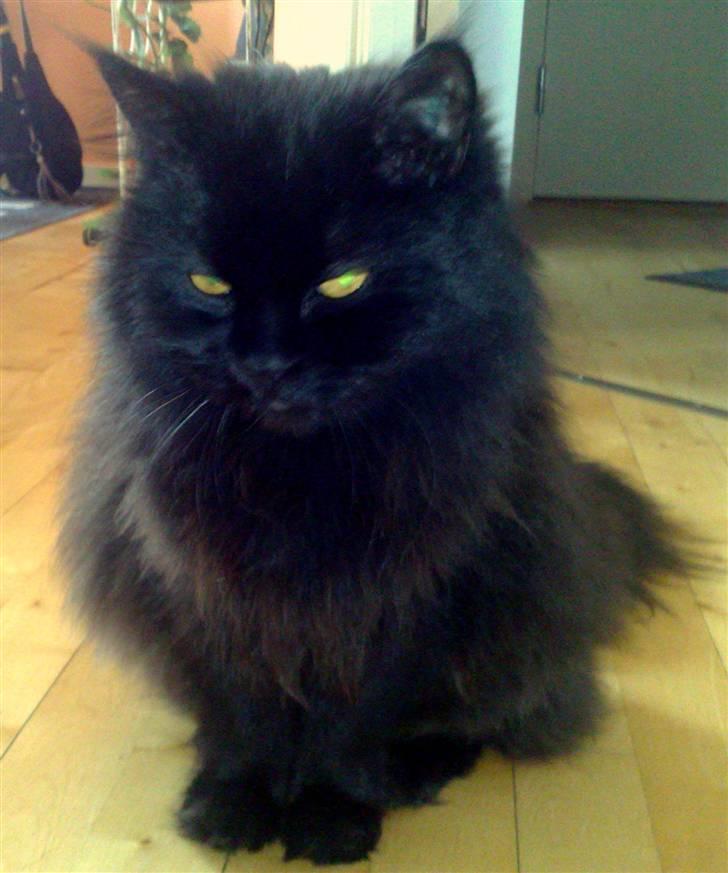 Blanding af racer Buster billede 2