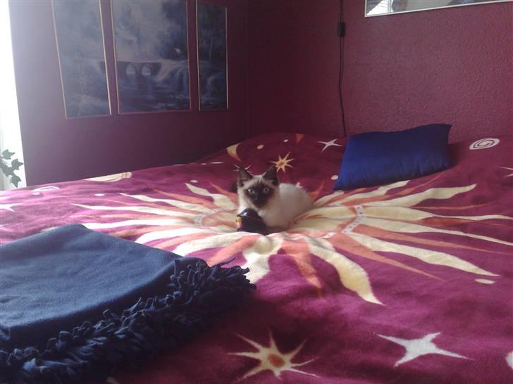 Blanding af racer Bastian billede 2