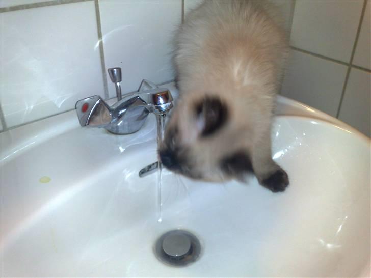 Blanding af racer Bastian billede 5