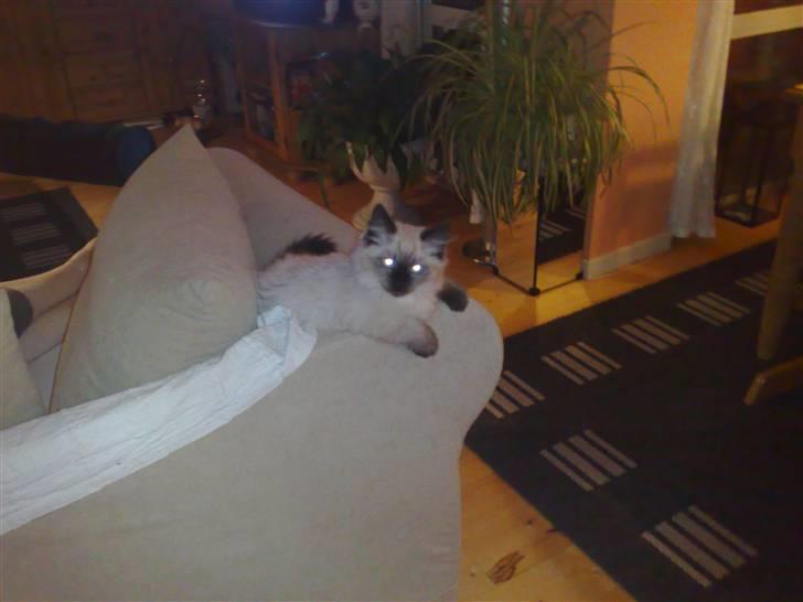 Blanding af racer Bastian billede 6