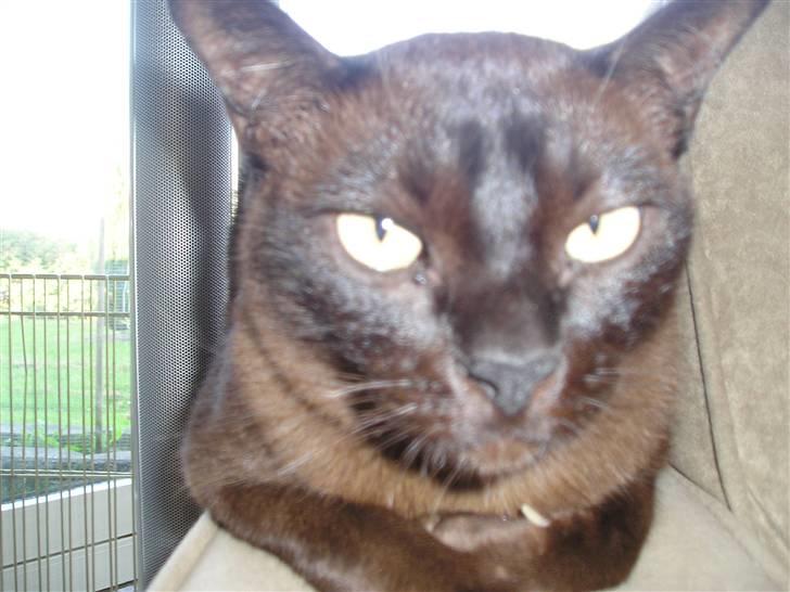 Burmeser Amadæus billede 1