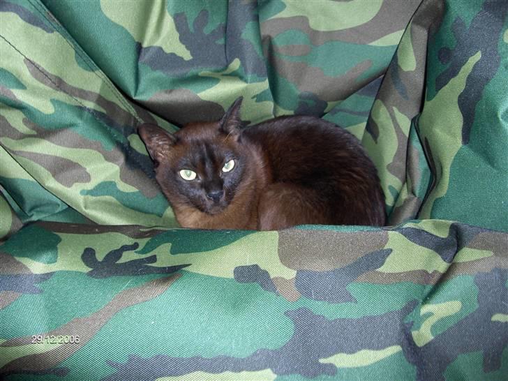 Burmeser Amadæus billede 2