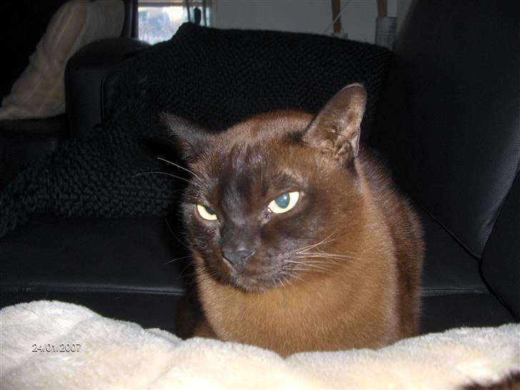 Burmeser Amadæus billede 3