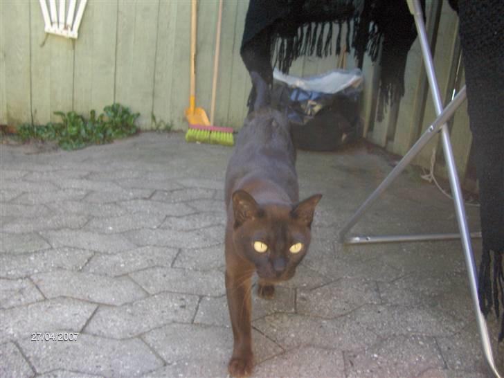 Burmeser Amadæus billede 4