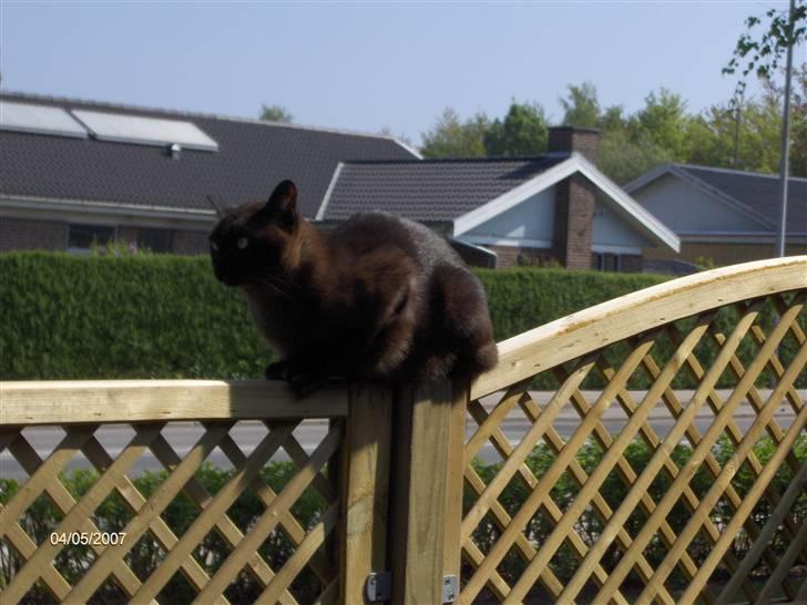 Burmeser Amadæus billede 5