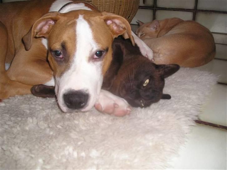 Burmeser Amadæus billede 6