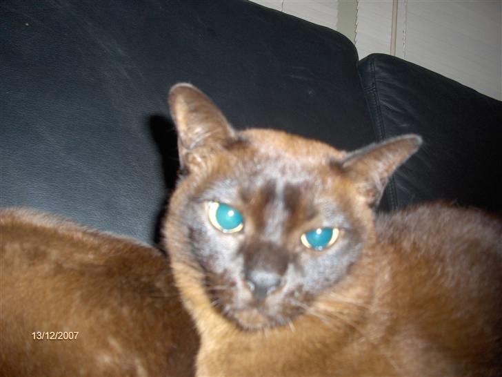 Burmeser Amadæus billede 8