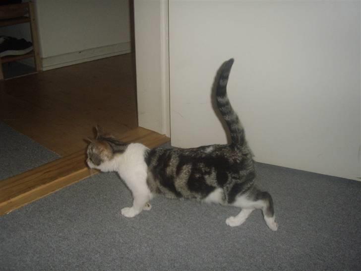 Huskat Bella billede 1