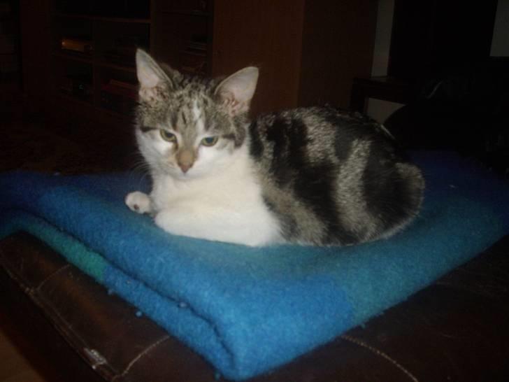 Huskat Bella billede 2