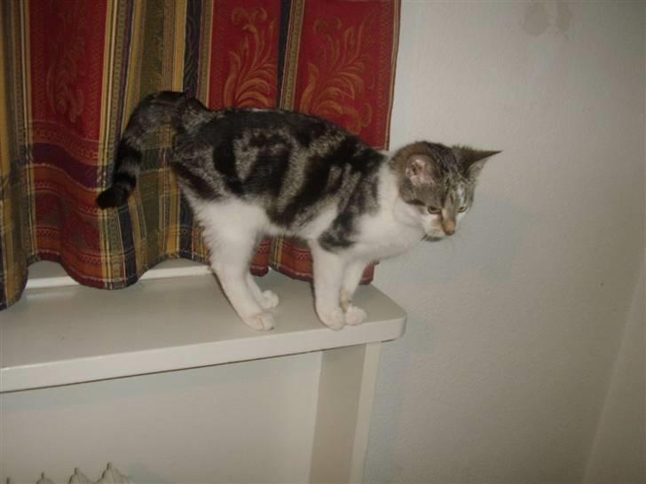 Huskat Bella billede 3