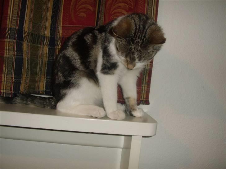 Huskat Bella billede 4