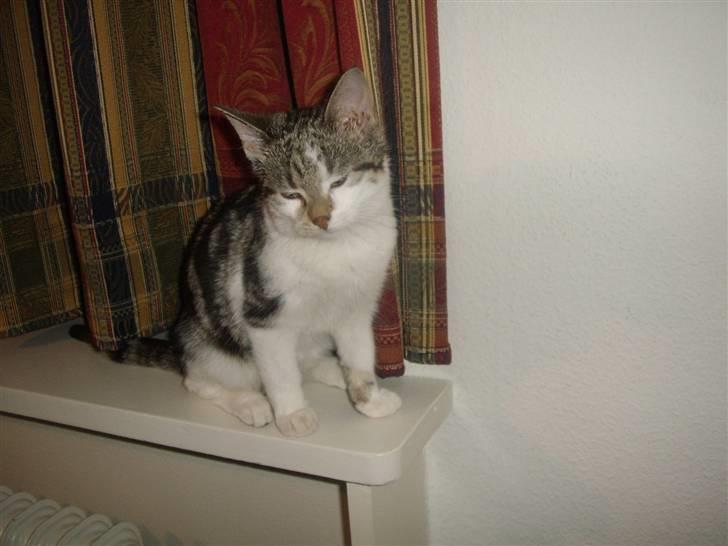 Huskat Bella billede 5