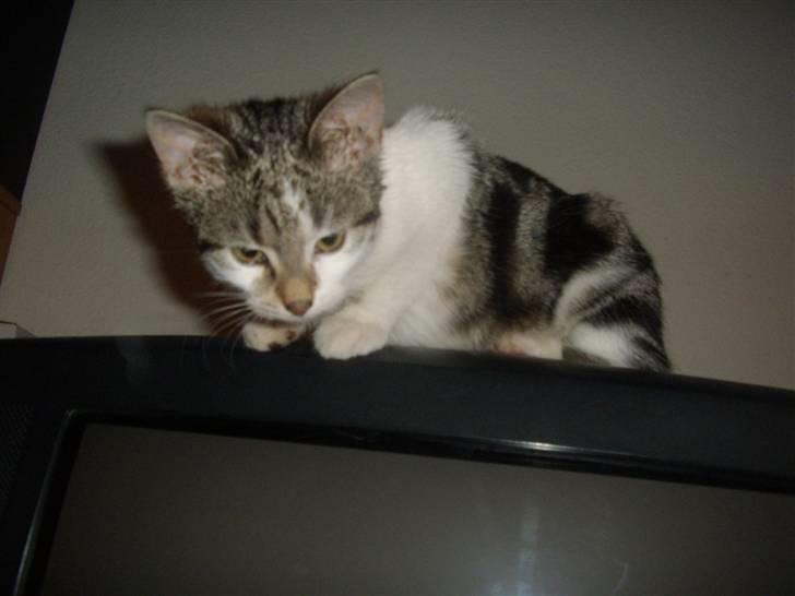 Huskat Bella billede 6