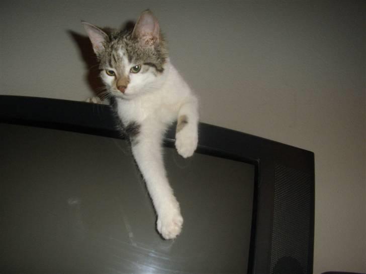 Huskat Bella billede 7