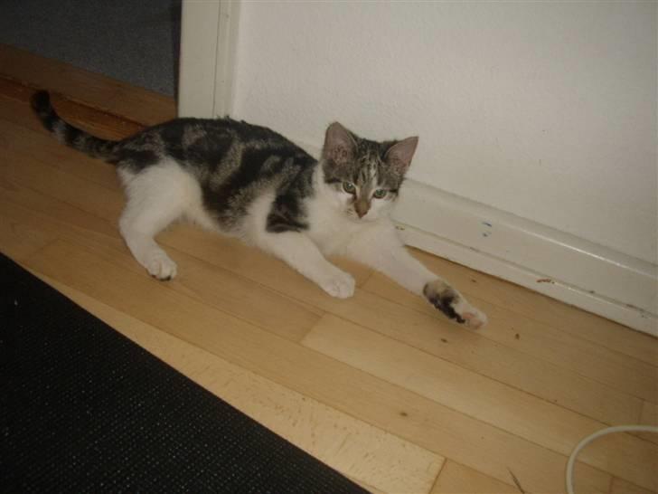 Huskat Bella billede 8