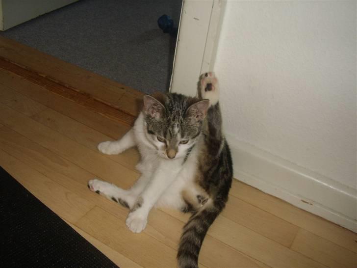 Huskat Bella billede 9