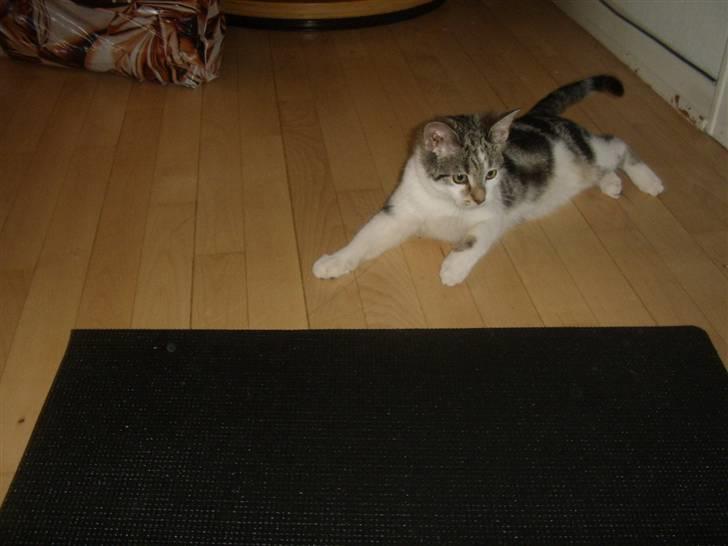 Huskat Bella billede 10