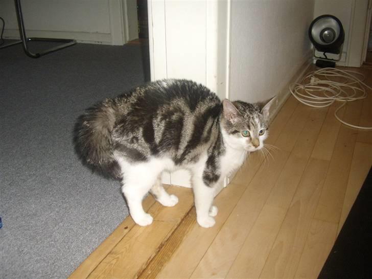 Huskat Bella billede 11