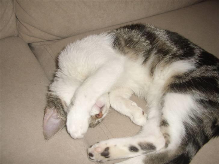 Huskat Bella billede 12