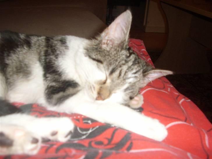 Huskat Bella billede 13