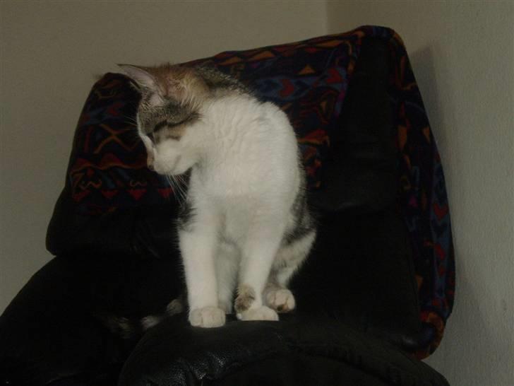 Huskat Bella billede 14