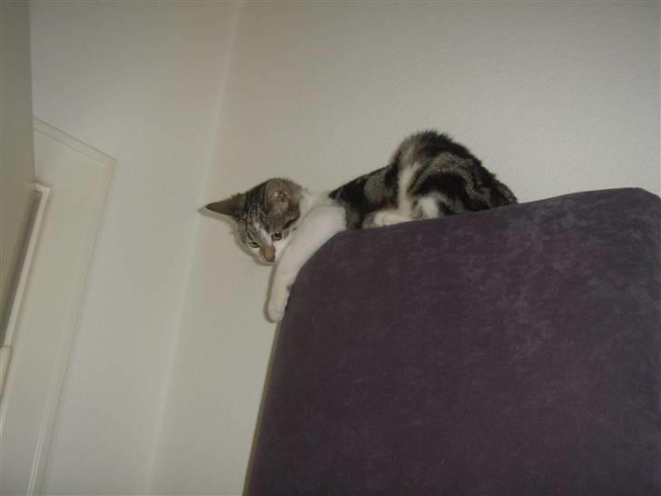 Huskat Bella billede 15