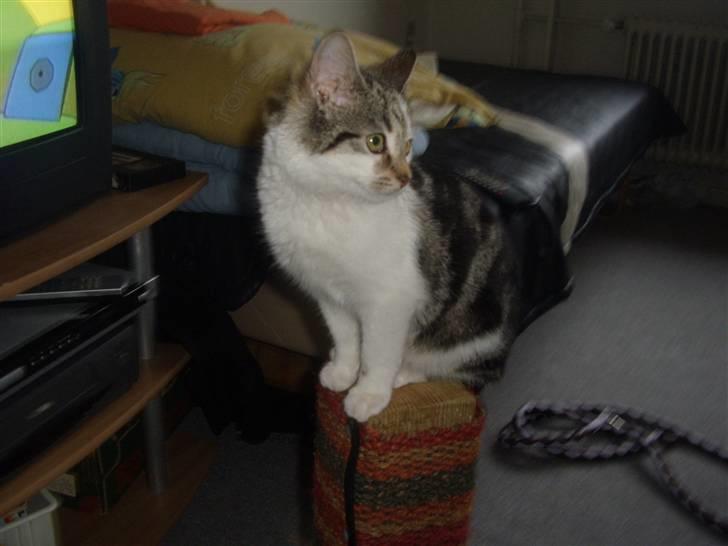 Huskat Bella billede 16