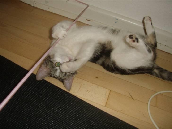 Huskat Bella billede 17