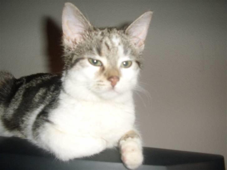 Huskat Bella billede 18