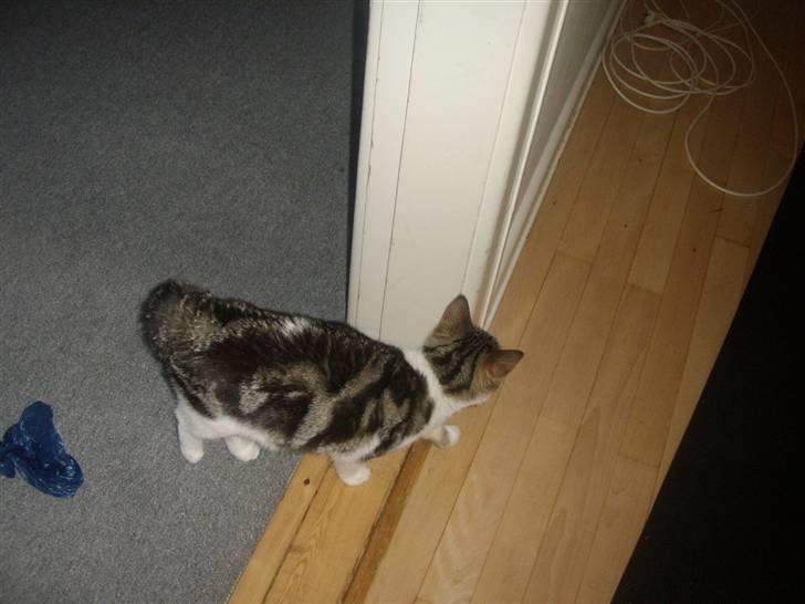 Huskat Bella billede 19