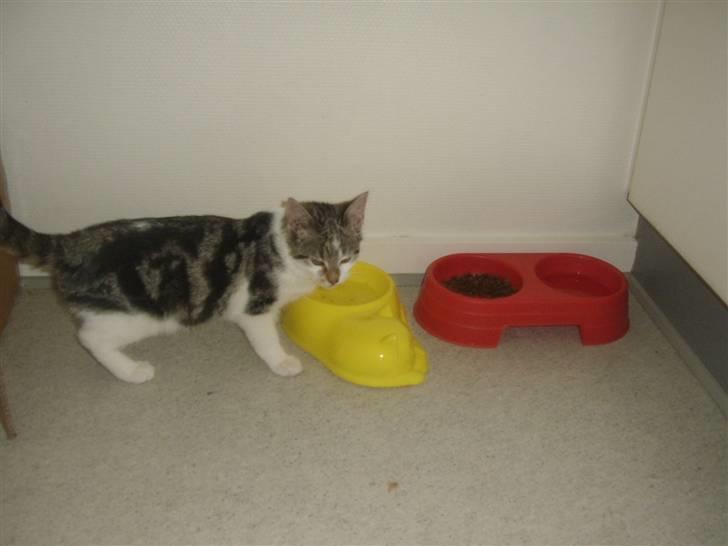 Huskat Bella billede 20