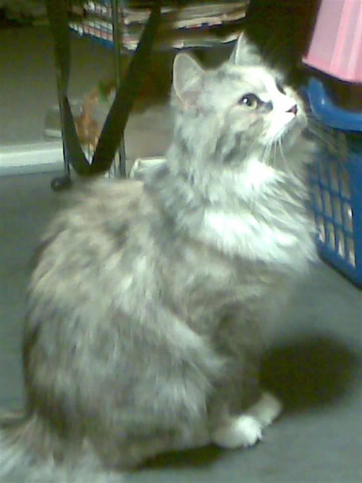 Blanding af racer Hellig Birma/Perser- Udel billede 7