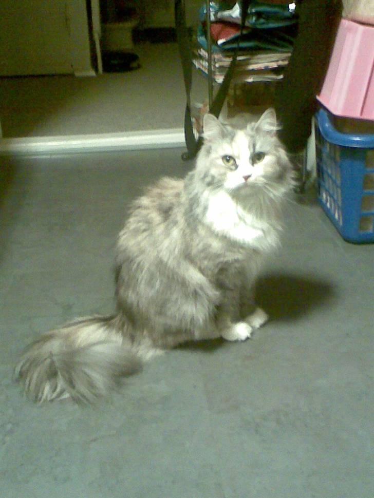 Blanding af racer Hellig Birma/Perser- Udel billede 8