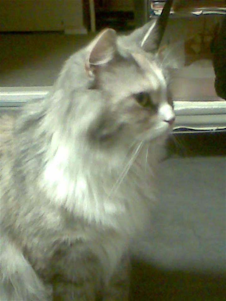 Blanding af racer Hellig Birma/Perser- Udel billede 9