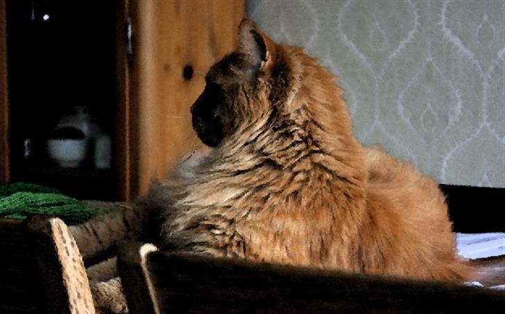 Maine Coon | Jaffe billede 8