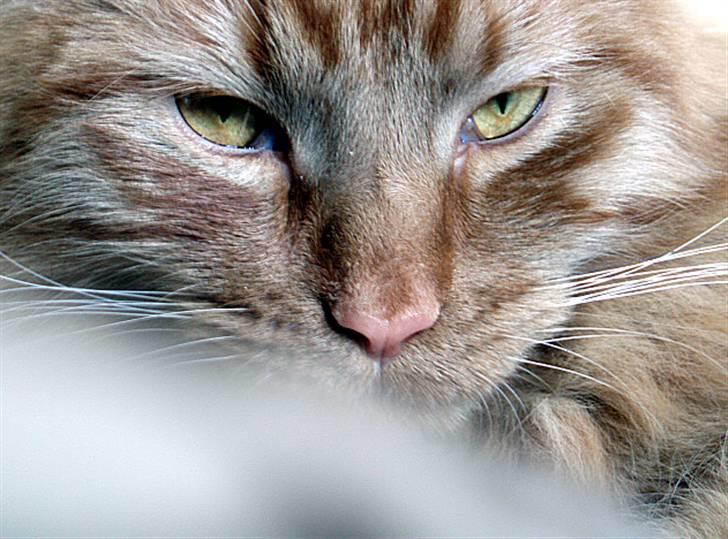 Maine Coon | Jaffe billede 9