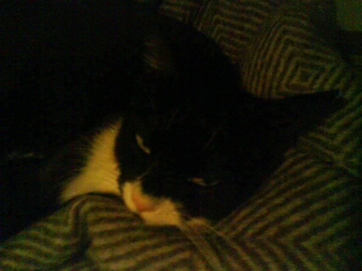 Huskat Ibbi/Anouska - "væk jeg sover!".. :) billede 8