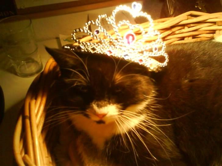 Huskat Ibbi/Anouska - Smukkke<33 :) billede 9