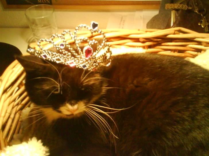 Huskat Ibbi/Anouska billede 10