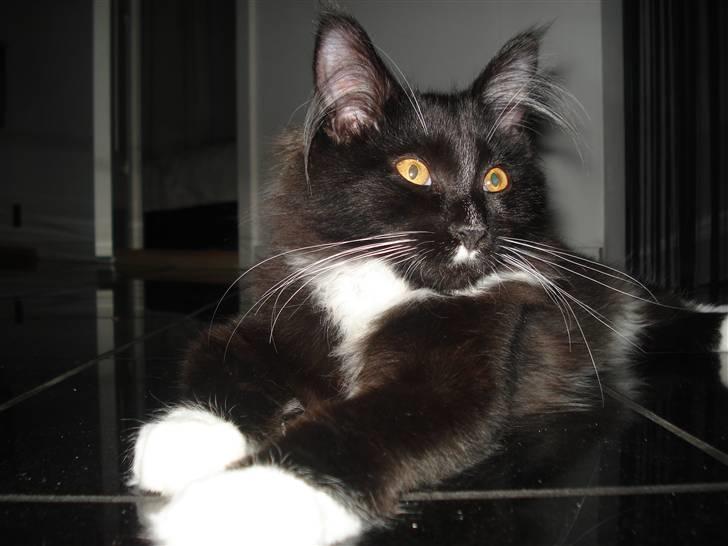 Maine Coon R.I. P min lille dreng,  Mega Good-Will " Willow" - Se min pote, den er blød som silke.... billede 11