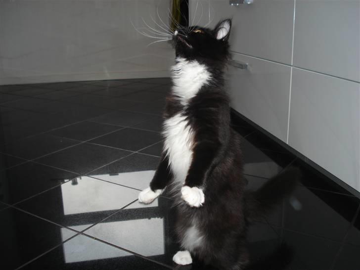 Maine Coon R.I. P min lille dreng,  Mega Good-Will " Willow" - Ja...miav det er ikke kun bjørne der kan stå på bagben .-9 billede 12